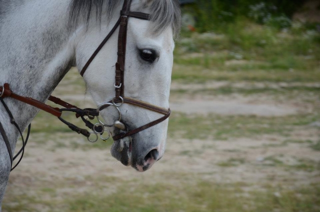 Caballo de color blanco